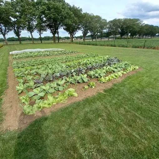 Moestuin