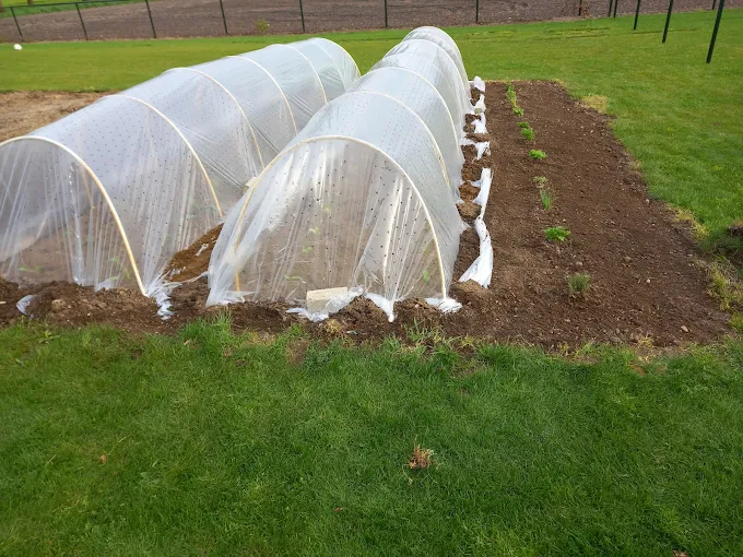 Moestuin